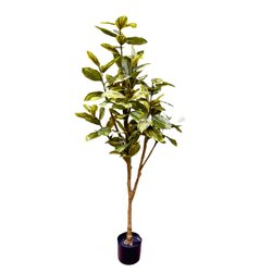 ARVORE-DRACENA-CORDYLINE-POTE-PRETO-130-FOLHAS-170CM-42738-BELA-FLOR-19259663