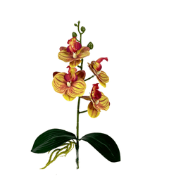 HASTE-ORQUIDEA-PHALAENOPSIS-RAIZ-X4-39CM-41968VD-BELA-FLOR-19259656