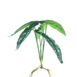 MUDA-CALADIUM-RAIZ-25CM-X7-FOLHAS-40347-19267519